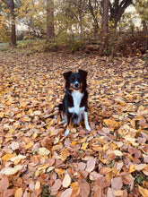 Zoom Session - One Hour